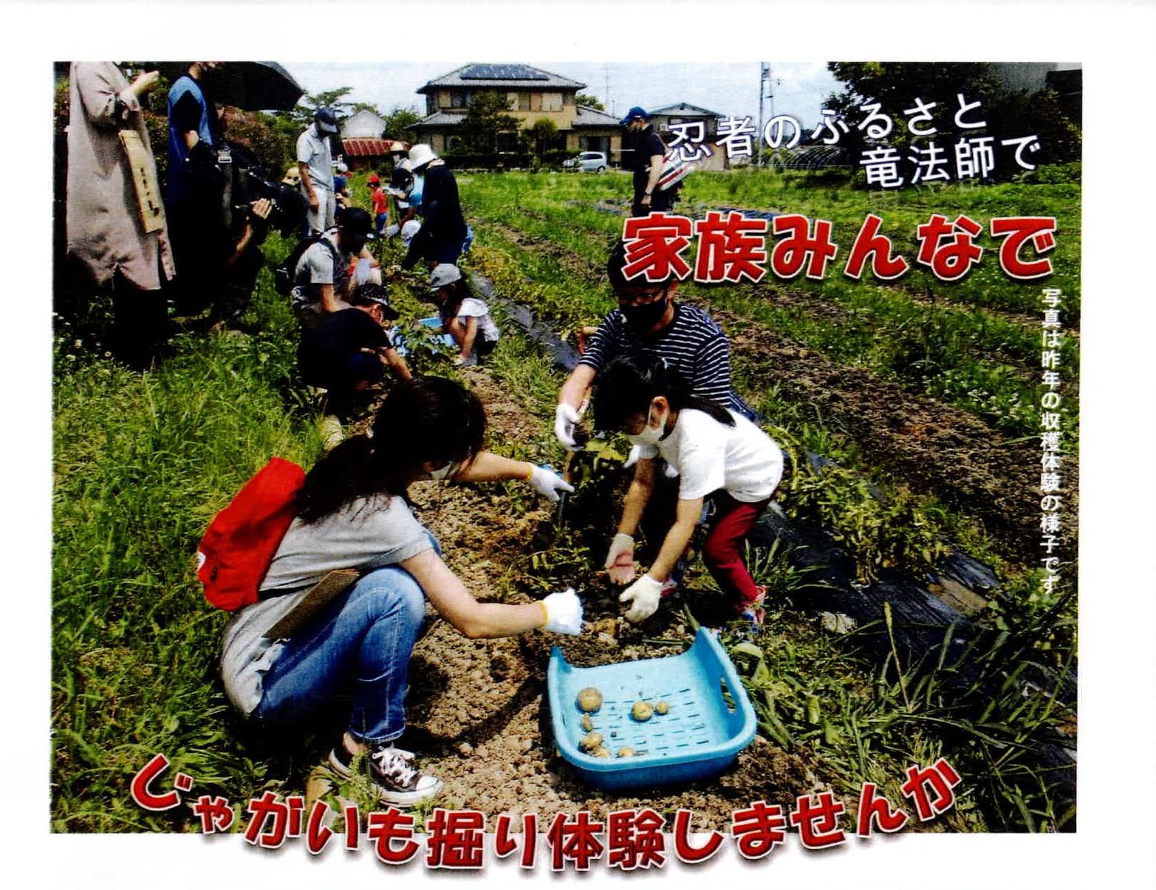 公式画像:忍者のふるさとでじゃがいも掘り体験